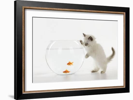 Kitten Watching Fish in Fish Bowl-null-Framed Photographic Print