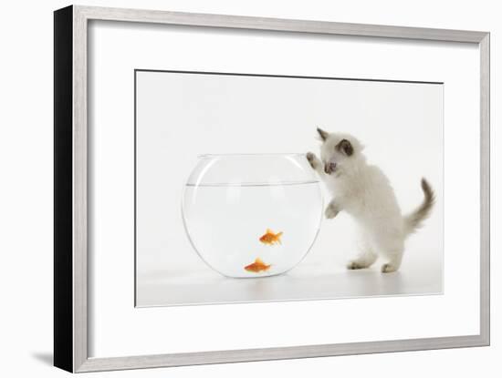 Kitten Watching Fish in Fish Bowl-null-Framed Photographic Print