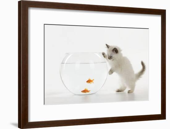 Kitten Watching Fish in Fish Bowl-null-Framed Photographic Print