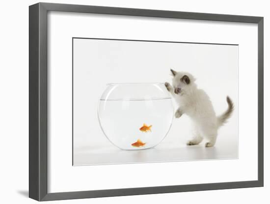 Kitten Watching Fish in Fish Bowl-null-Framed Photographic Print