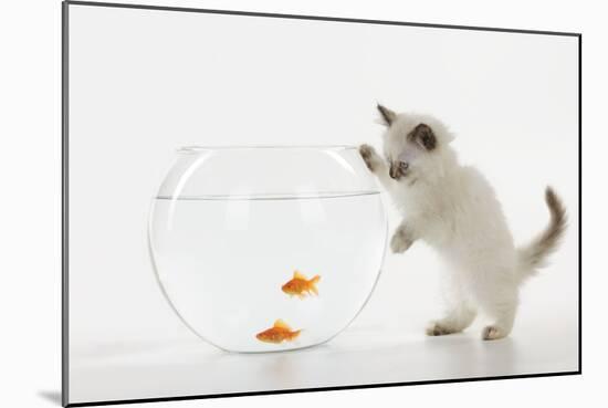 Kitten Watching Fish in Fish Bowl-null-Mounted Photographic Print