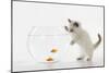 Kitten Watching Fish in Fish Bowl-null-Mounted Photographic Print