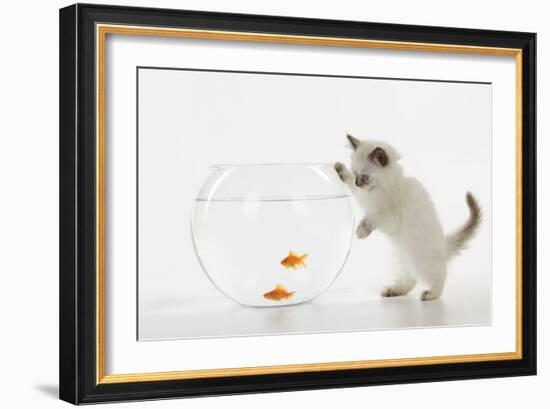 Kitten Watching Fish in Fish Bowl-null-Framed Photographic Print