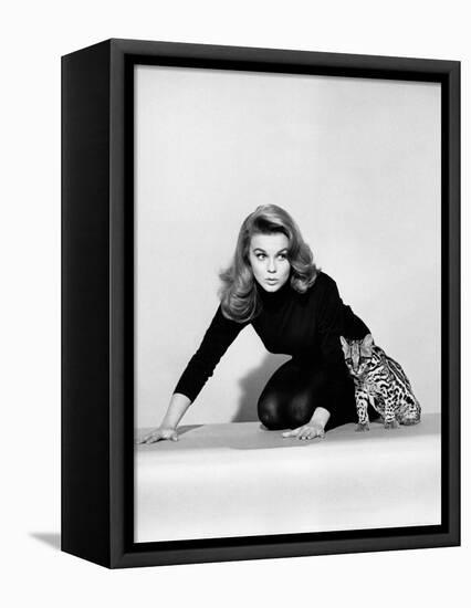 Kitten with a Whip-null-Framed Stretched Canvas