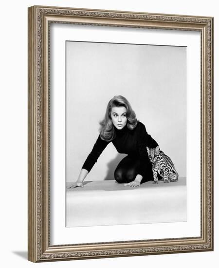 Kitten with a Whip-null-Framed Photo