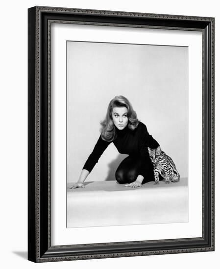 Kitten with a Whip-null-Framed Photo