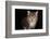 Kitten with blue eyes looking at camera, on black-Sue Demetriou-Framed Photographic Print