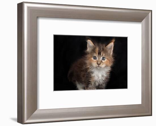 Kitten with blue eyes looking at camera, on black-Sue Demetriou-Framed Photographic Print