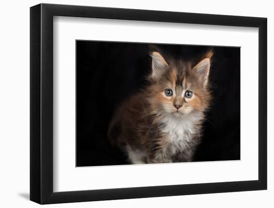 Kitten with blue eyes looking at camera, on black-Sue Demetriou-Framed Photographic Print