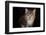 Kitten with blue eyes looking at camera, on black-Sue Demetriou-Framed Photographic Print