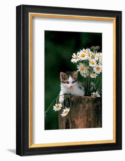 Kitten With Camomiles-null-Framed Art Print