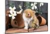 Kitten with Duckling-null-Mounted Photographic Print