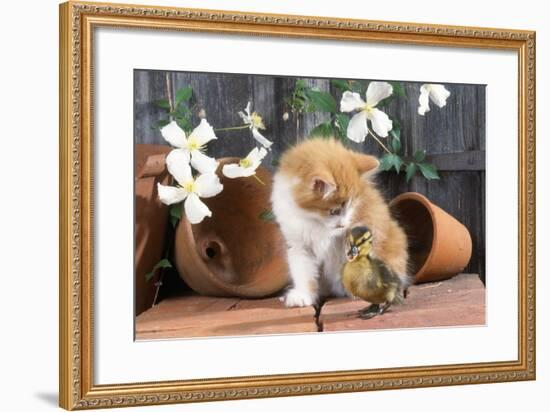 Kitten with Duckling-null-Framed Photographic Print
