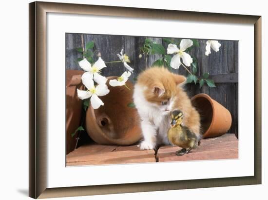 Kitten with Duckling-null-Framed Photographic Print