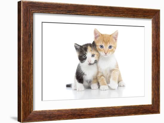 Kittens 001-Andrea Mascitti-Framed Photographic Print