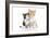 Kittens 001-Andrea Mascitti-Framed Photographic Print