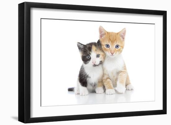 Kittens 001-Andrea Mascitti-Framed Photographic Print