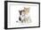 Kittens 001-Andrea Mascitti-Framed Photographic Print