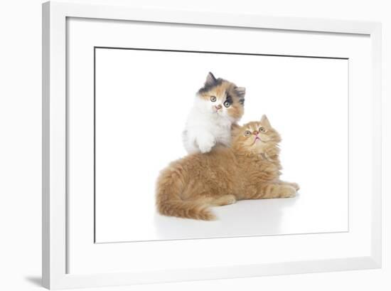 Kittens 002-Andrea Mascitti-Framed Photographic Print