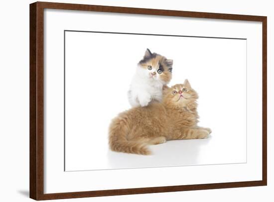 Kittens 002-Andrea Mascitti-Framed Photographic Print