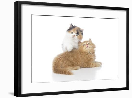 Kittens 002-Andrea Mascitti-Framed Photographic Print