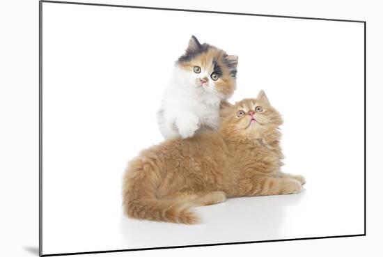 Kittens 002-Andrea Mascitti-Mounted Photographic Print