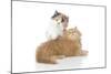 Kittens 002-Andrea Mascitti-Mounted Photographic Print