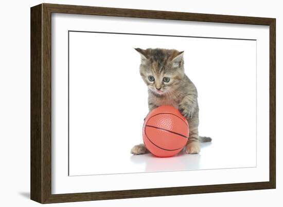 Kittens 009-Andrea Mascitti-Framed Photographic Print