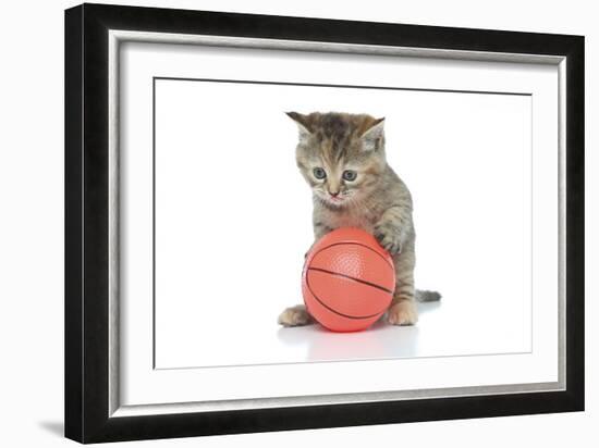 Kittens 009-Andrea Mascitti-Framed Photographic Print