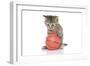 Kittens 009-Andrea Mascitti-Framed Photographic Print
