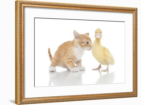 Kittens 017-Andrea Mascitti-Framed Photographic Print