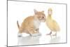 Kittens 017-Andrea Mascitti-Mounted Photographic Print