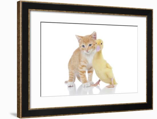 Kittens 018-Andrea Mascitti-Framed Photographic Print