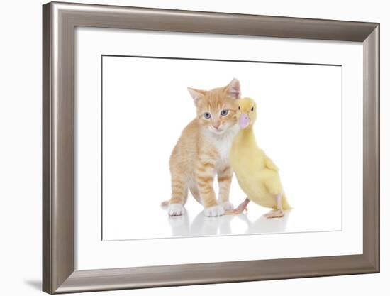 Kittens 018-Andrea Mascitti-Framed Photographic Print