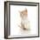 Kittens 024-Andrea Mascitti-Framed Photographic Print