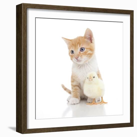 Kittens 024-Andrea Mascitti-Framed Photographic Print