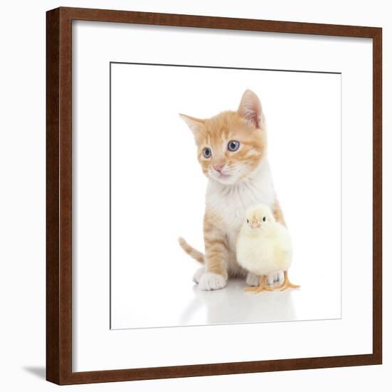 Kittens 024-Andrea Mascitti-Framed Photographic Print