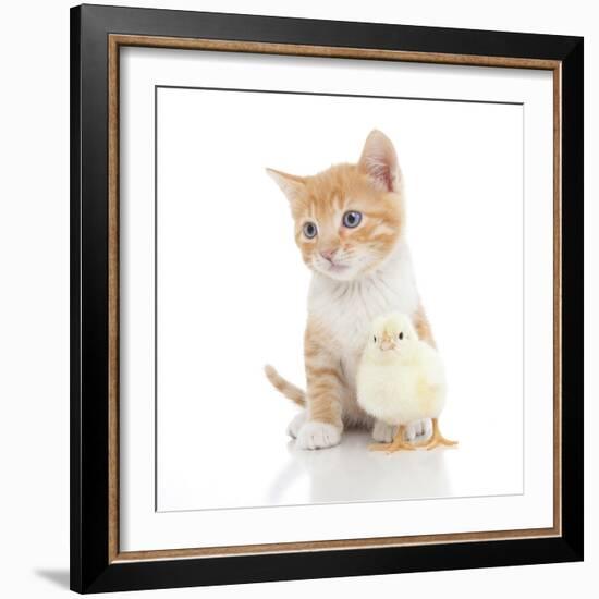 Kittens 024-Andrea Mascitti-Framed Photographic Print