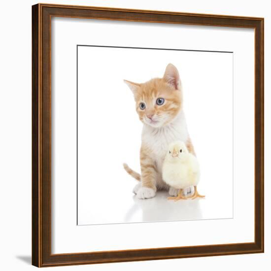 Kittens 024-Andrea Mascitti-Framed Photographic Print