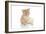 Kittens 025-Andrea Mascitti-Framed Photographic Print