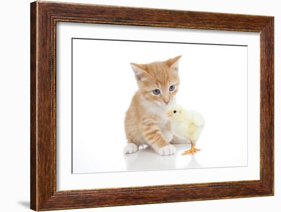 Kittens 025-Andrea Mascitti-Framed Photographic Print