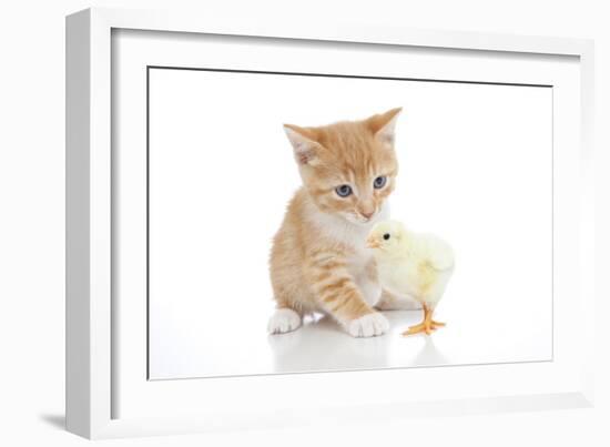 Kittens 025-Andrea Mascitti-Framed Photographic Print