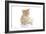 Kittens 025-Andrea Mascitti-Framed Photographic Print