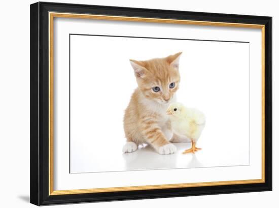 Kittens 025-Andrea Mascitti-Framed Photographic Print