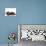 Kittens 030-Andrea Mascitti-Photographic Print displayed on a wall