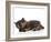 Kittens 030-Andrea Mascitti-Framed Photographic Print