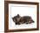 Kittens 030-Andrea Mascitti-Framed Photographic Print