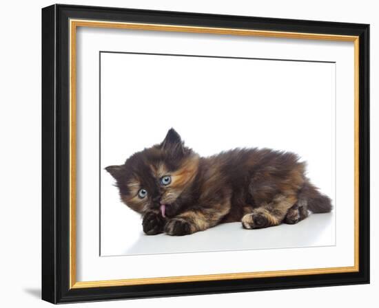 Kittens 030-Andrea Mascitti-Framed Photographic Print