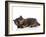 Kittens 030-Andrea Mascitti-Framed Photographic Print