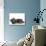 Kittens 030-Andrea Mascitti-Photographic Print displayed on a wall